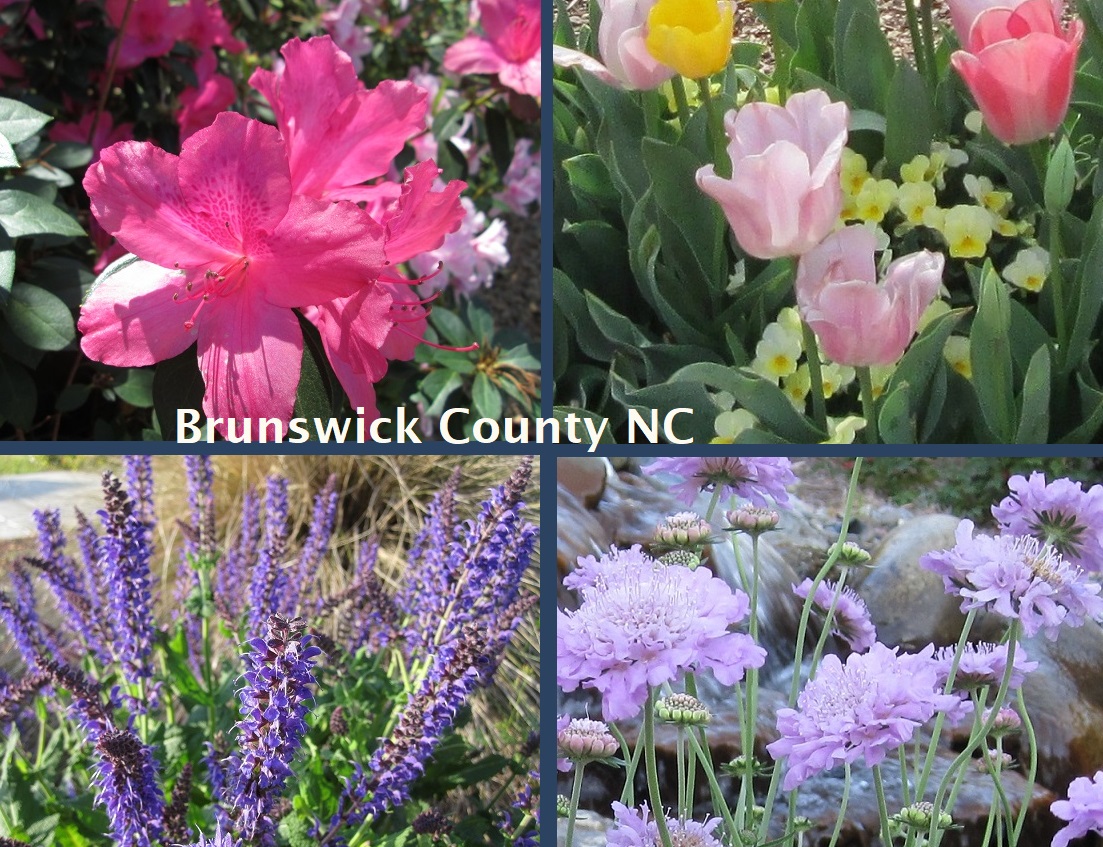 pink and purple flowers Brunswick County NC