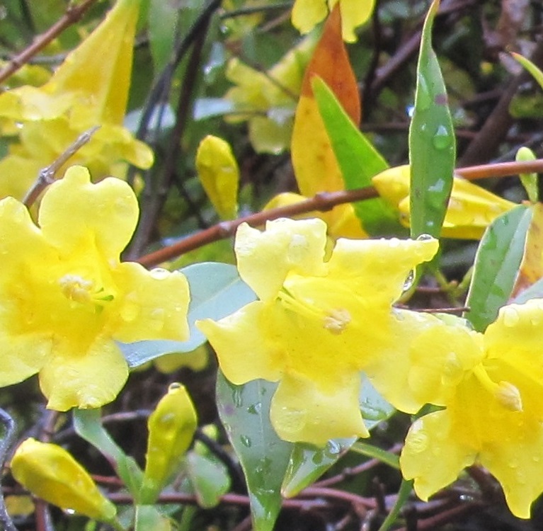 yellow flowers . North Carolina