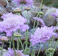 photo North Carolina flowers