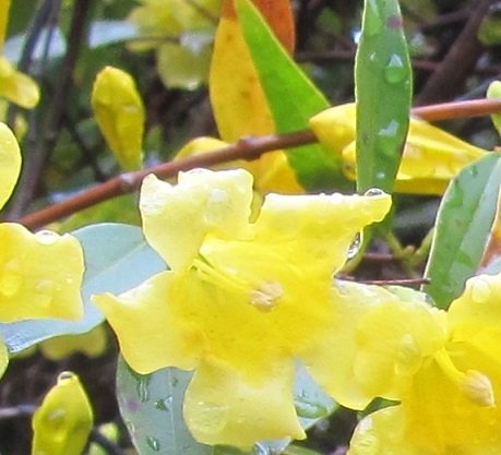 yellow flowers southeastern North Carolina