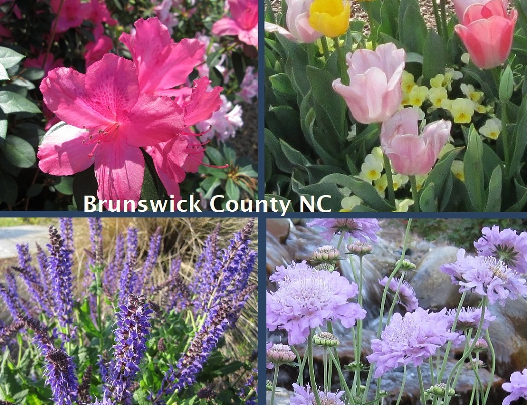 pink and lavender flowers Brunswick County SENC