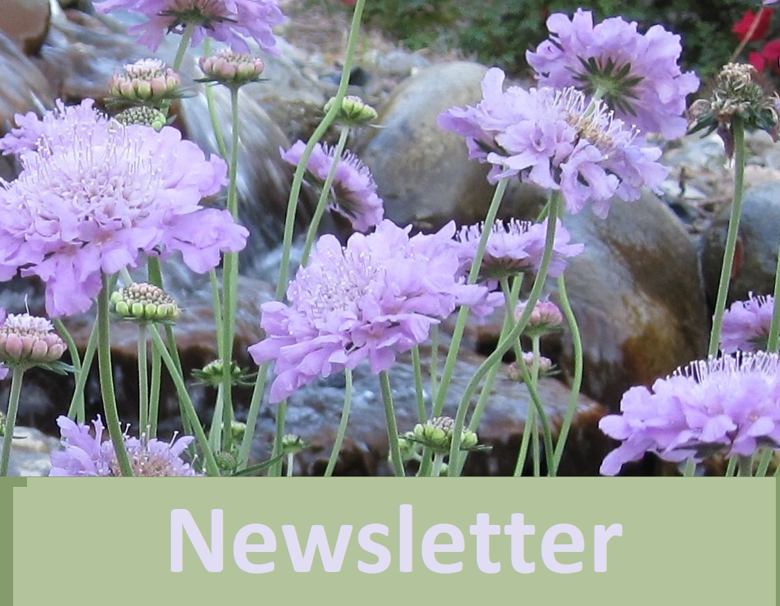 Real Estate Newsletter and coastal NC flowers