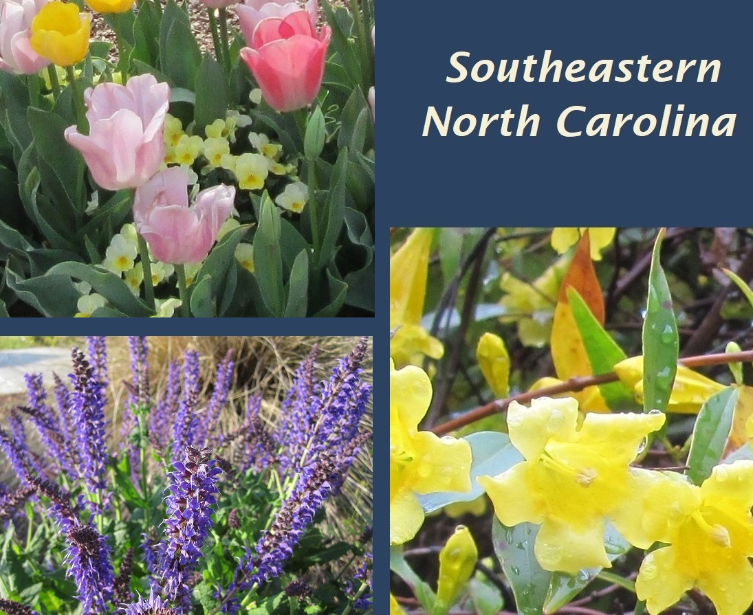 southeastern NC flowers. yellow . pink . lavender