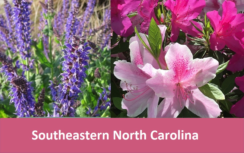 purple and pink flowers southeastern NC
