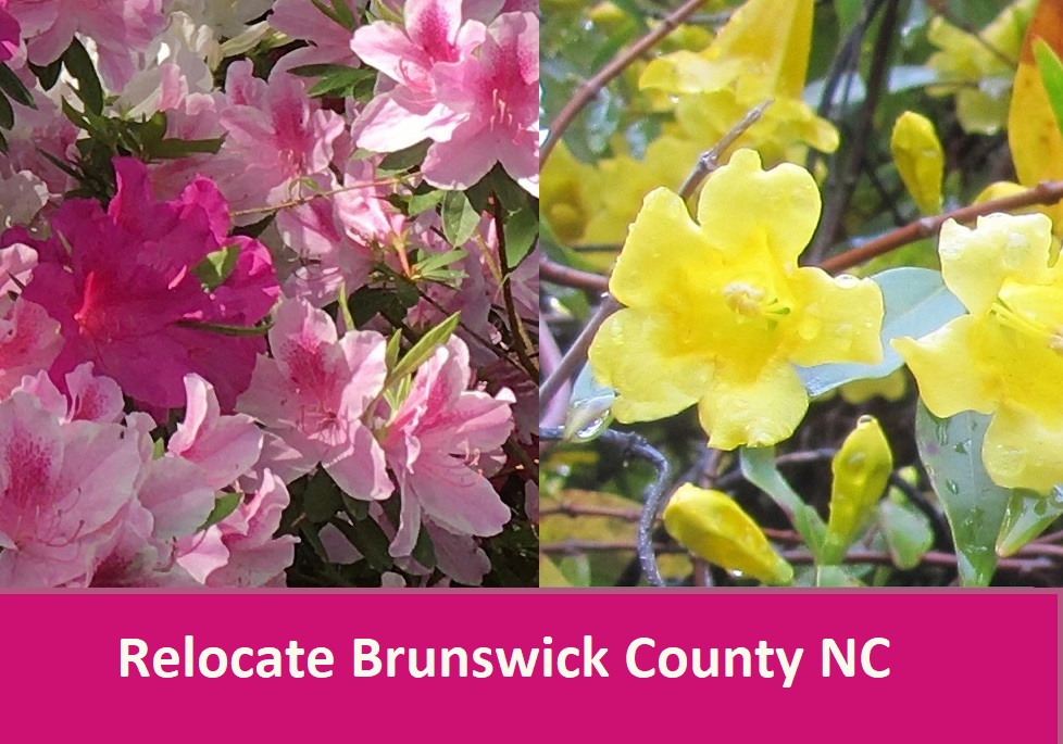 yellow and pink flowers Brunswick County NC