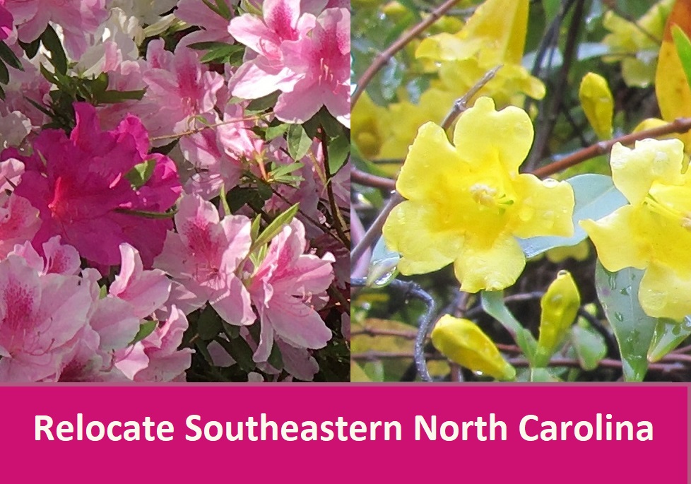 pink and yellow flowers southeastern NC
