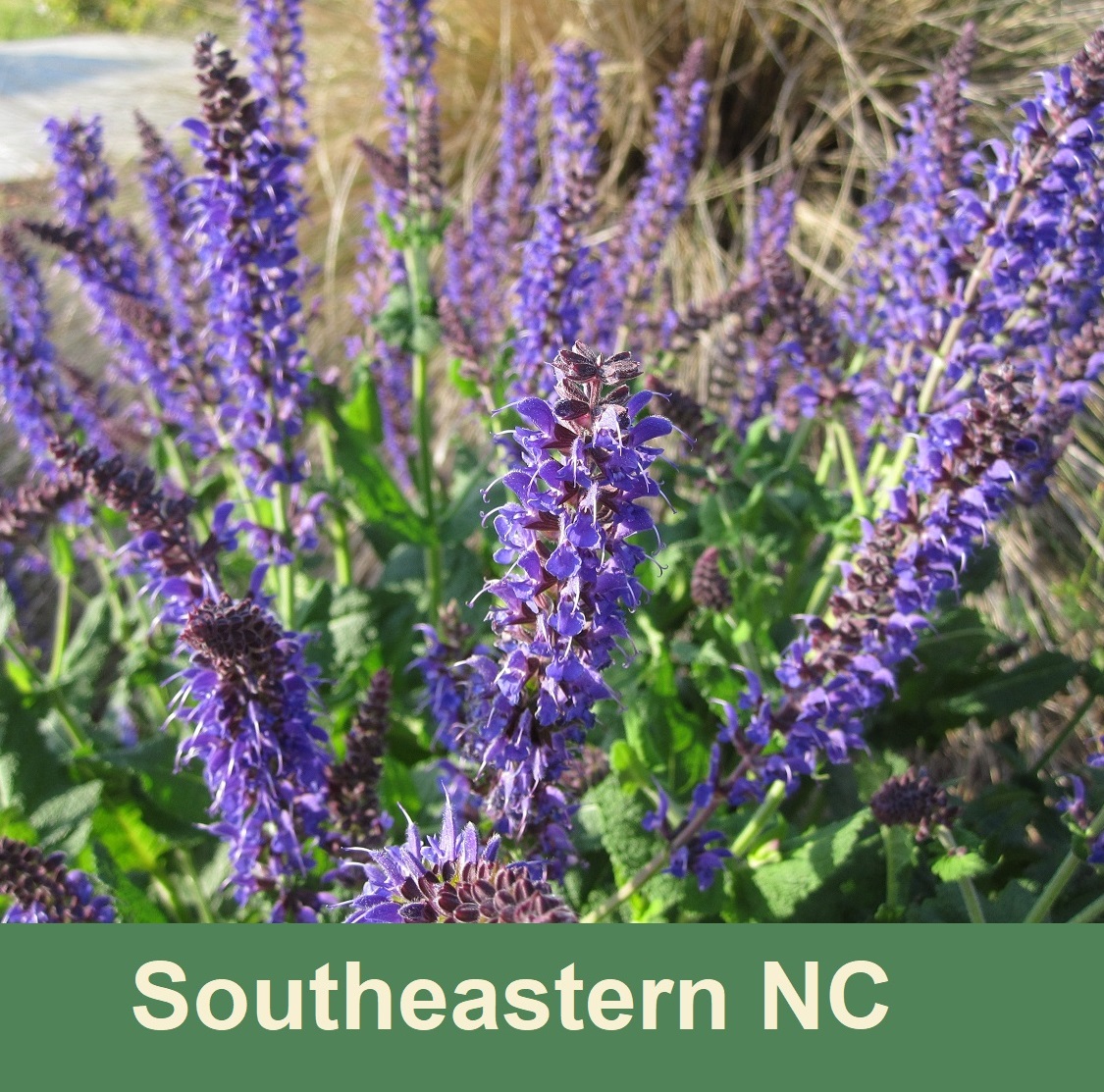 purple flowers . southeastern NC