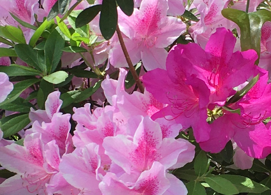 flowers . pink azaleas . Brunswick County NC