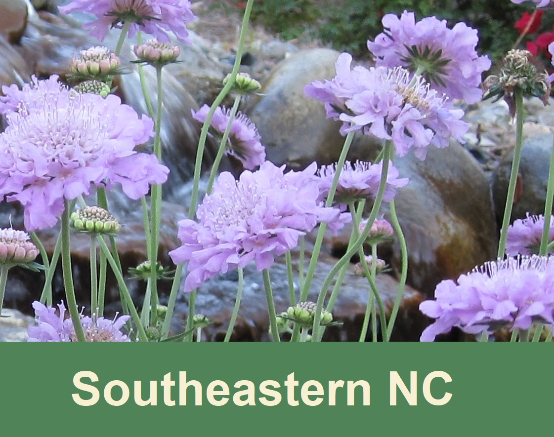 lavender flowers southeastern NC
