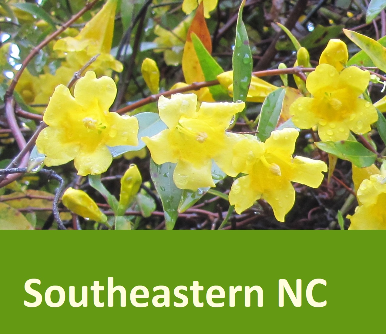 southeastern NC yellow flowers