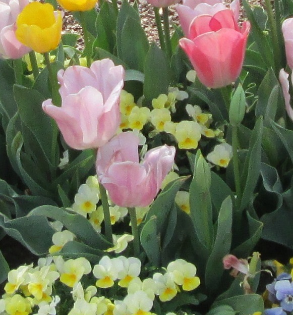 NC flower picture . tulips