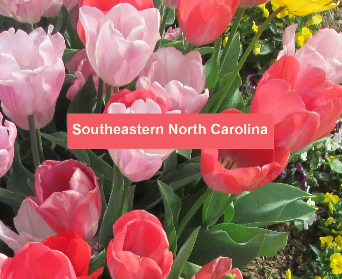 red and pink tulips southeastern NC