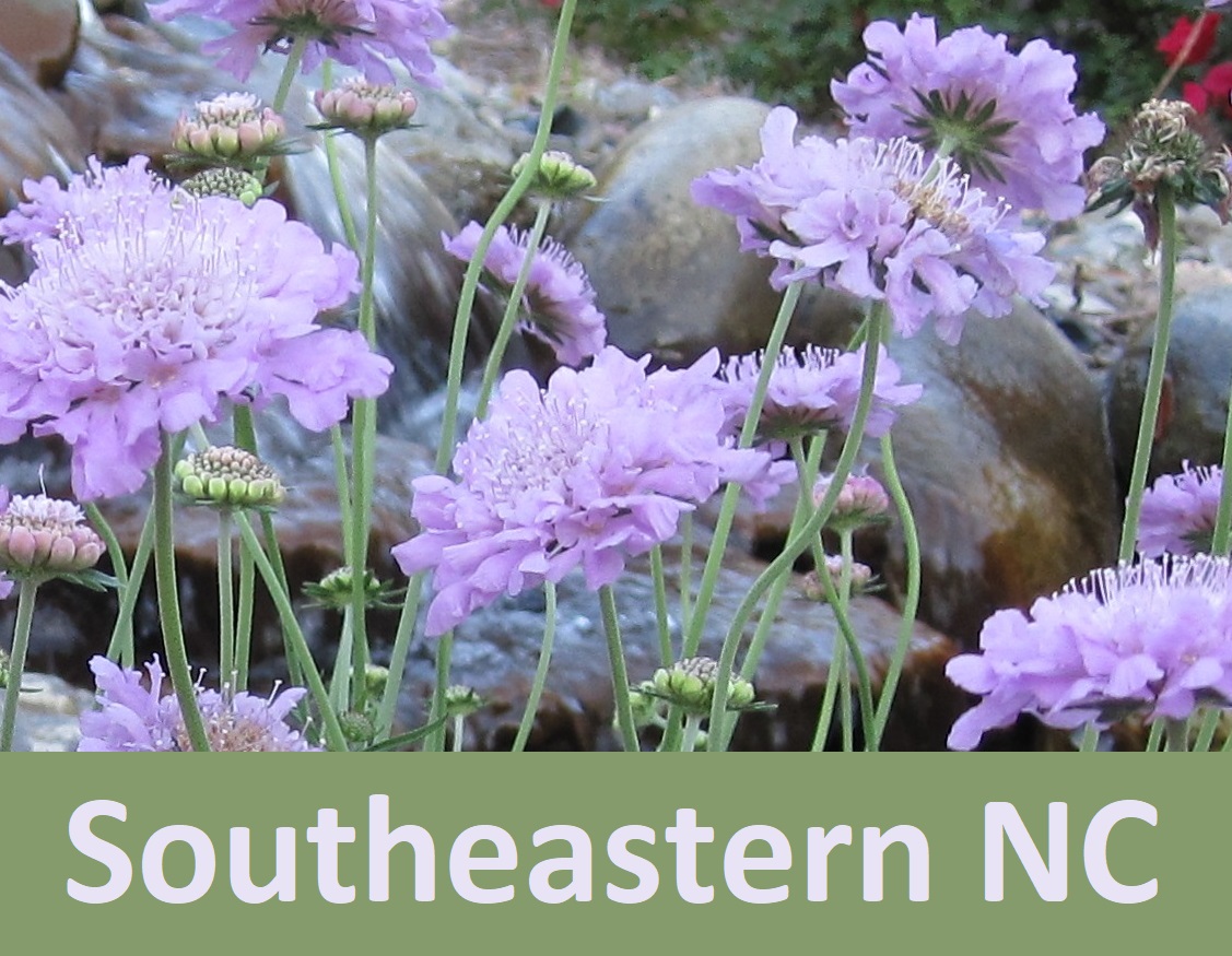 lavendar flowers southeastern NC