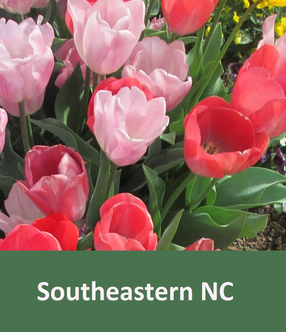 southeastern NC flowers . tulips