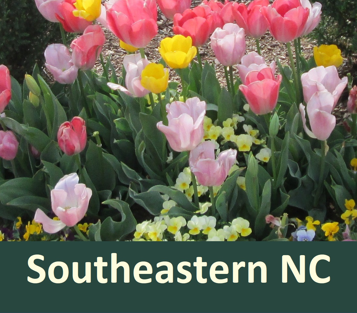 flowers southeastern NC . tulips