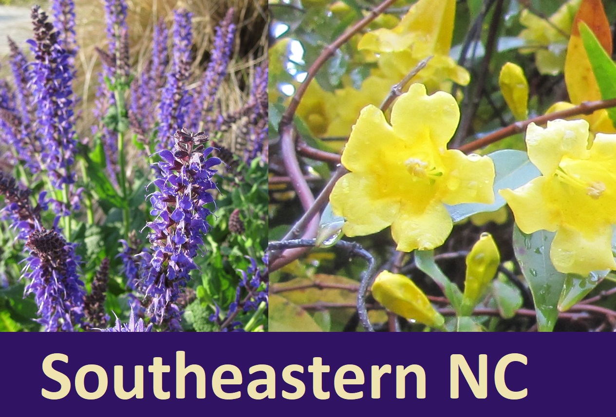 flower picture southeastern North Carolina