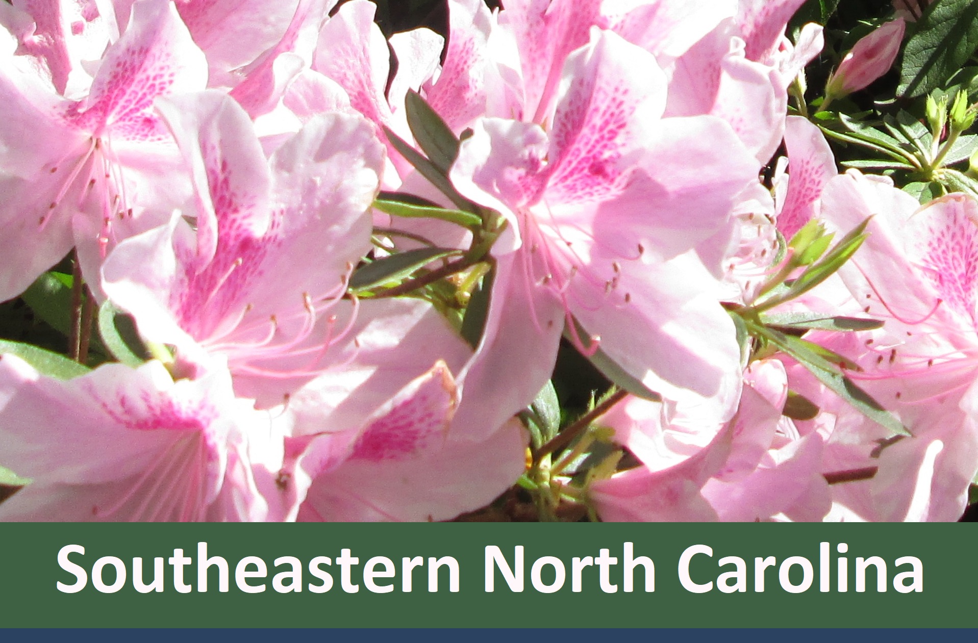 coastal NC flowers . pink azaleas