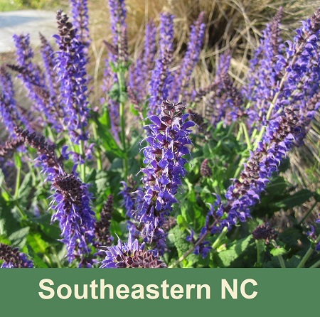 purple flowers Brunswick County NC