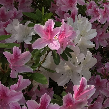 pink and white azaleas Brunswick County NC
