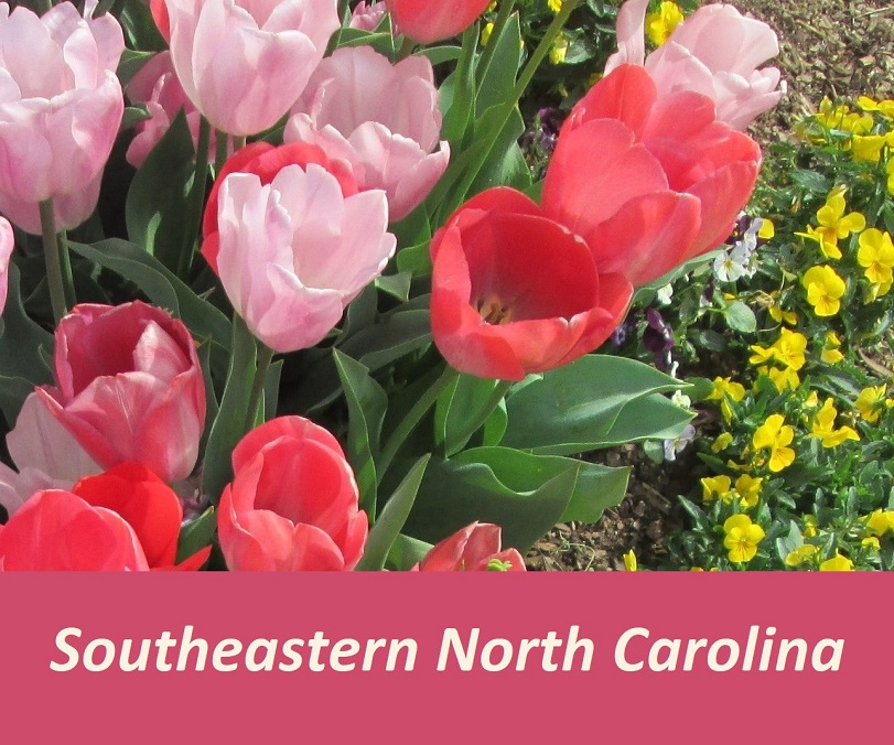 southeastern NC flowers red and pink tulips