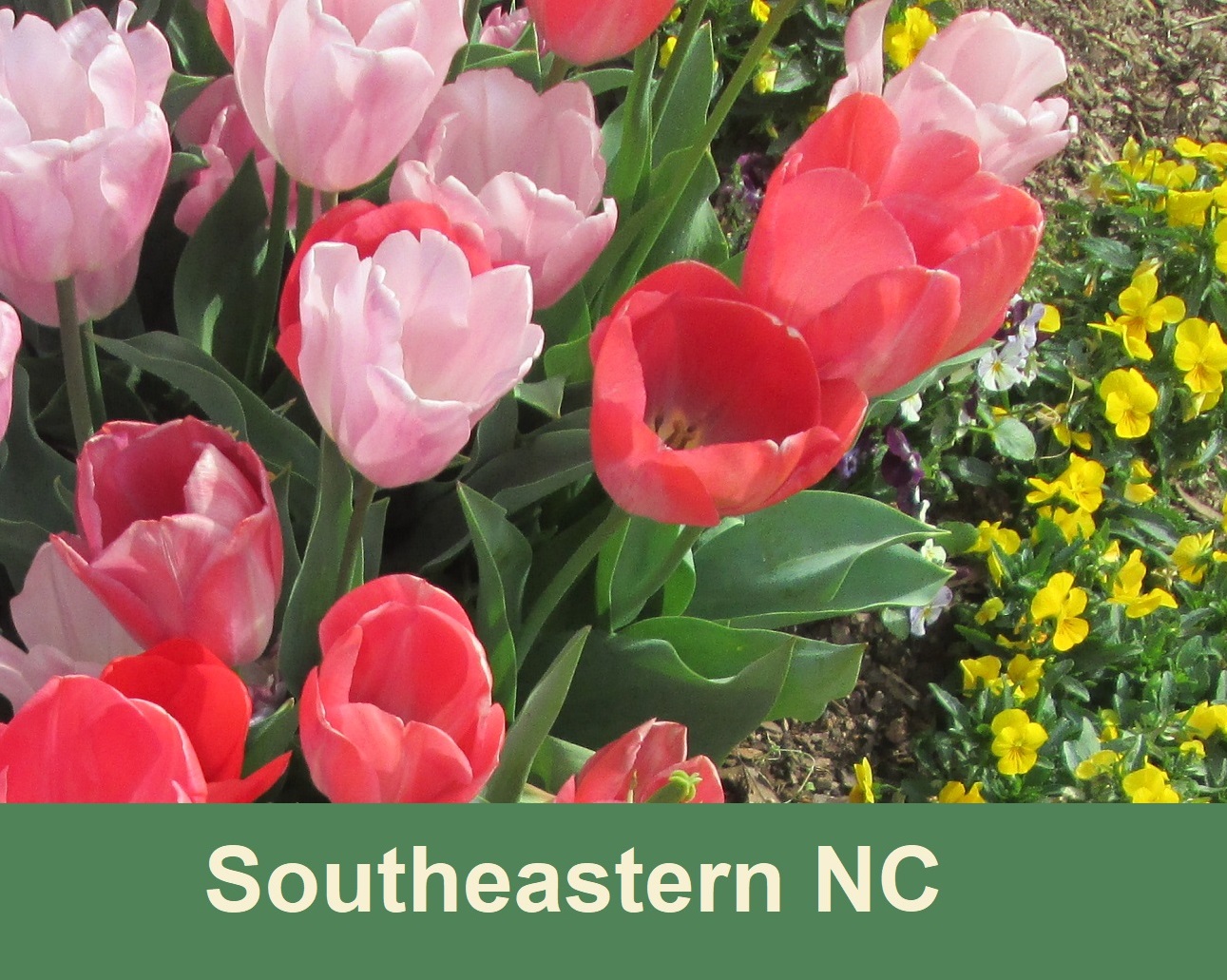 North Carolina flowers