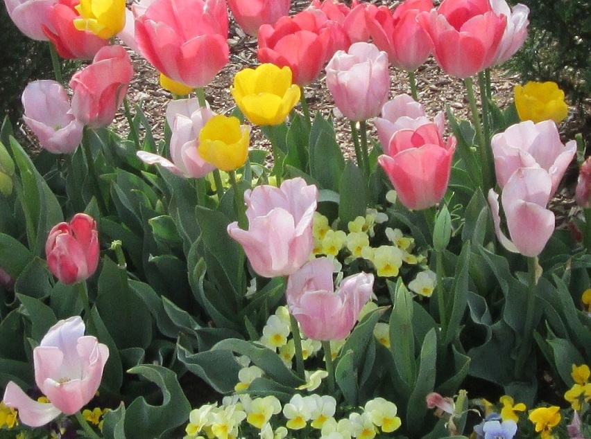 North Carolina flowers . tulips