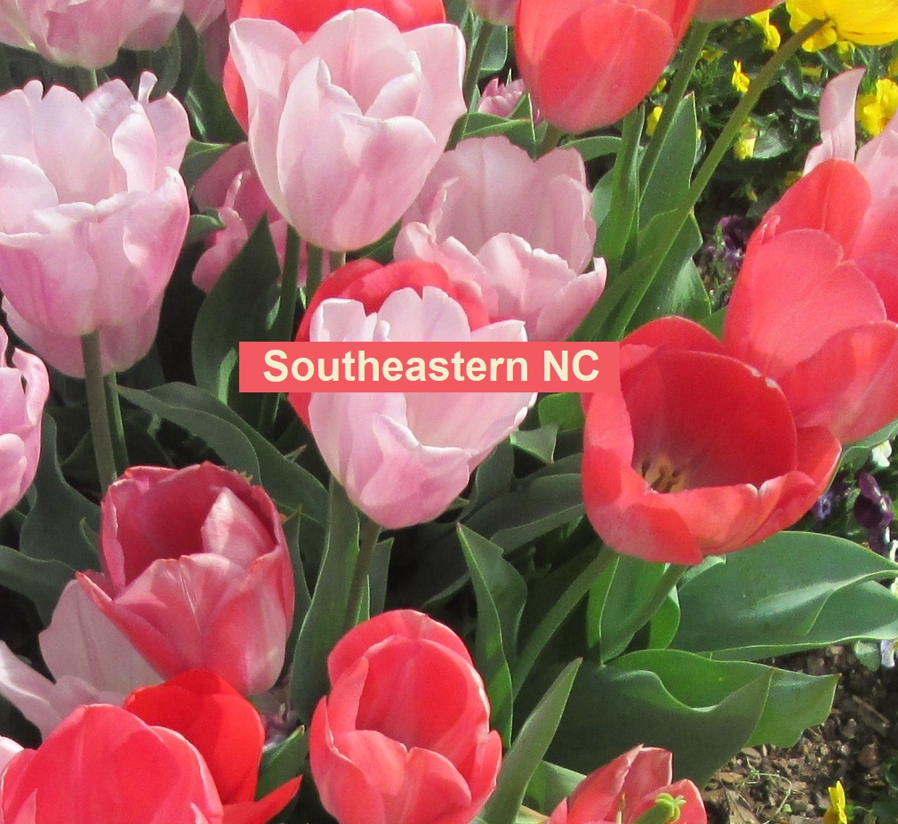 tulips southeastern NC flowers